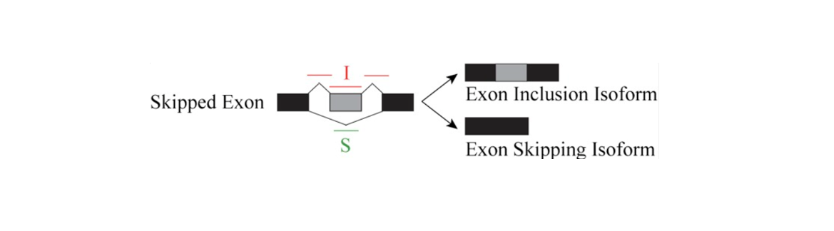 exon_skipping_event